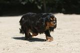 CAVALIER KING CHARLES 028